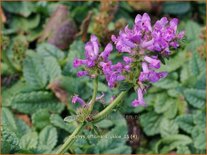 Stachys officinalis &#39;Ukkie&#39;