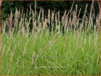 Pennisetum &#39;Fairy Tails&#39;