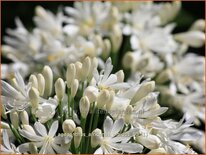 Agapanthus africanus &#39;Albidus&#39;