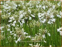 Agapanthus africanus &#39;Albidus&#39;