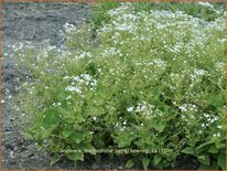 Brunnera macrophylla &#39;Betty Bowring&#39;