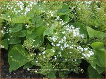 Brunnera macrophylla &#39;Betty Bowring&#39;