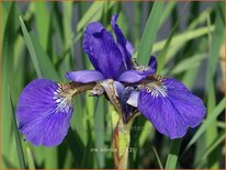 Iris sibirica