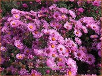 Aster novae-angliae &#39;Abendsonne&#39;