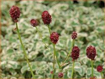 Sanguisorba &#39;Little Angel&#39;