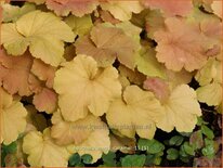 Heuchera &#39;Mega Caramel&#39;