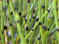 Equisetum scirpoides