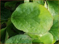 Bergenia cyanea