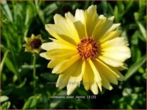 Coreopsis &#39;Solar Dance&#39;