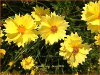 Coreopsis &#39;Solar Dance&#39;