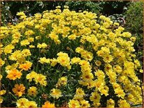 Coreopsis &#39;Solar Dance&#39;