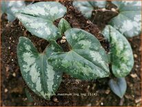 Asarum maximum &#39;Ling Ling&#39;