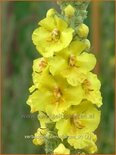 Verbascum densiflorum