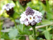 Phyla nodiflora &#39;Summer Pearls&#39;