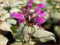 Lamium maculatum &#39;Purple Dragon&#39;