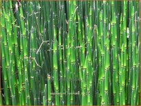 Equisetum hyemale