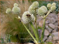 Eryngium yuccifolium