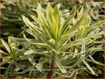 Euphorbia characias &#39;Burrow Silver&#39;