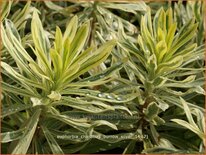 Euphorbia characias &#39;Burrow Silver&#39;