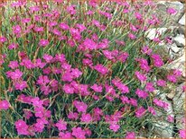 Dianthus deltoides &#39;Rosea&#39;