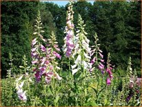 Digitalis purpurea &#39;Foxy Hybrids&#39;