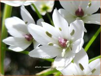 Allium neapolitanum