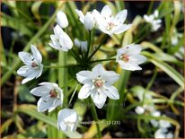 Allium neapolitanum