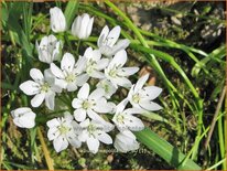 Allium neapolitanum