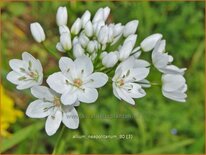 Allium neapolitanum