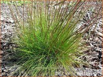 Deschampsia flexuosa