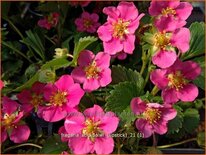 Fragaria &#39;Stickbolwi&#39; (&#39;Lipstick&#39;)