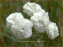 Achillea ptarmica &#39;Boule de Neige&#39;