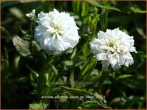 Achillea ptarmica &#39;Boule de Neige&#39;