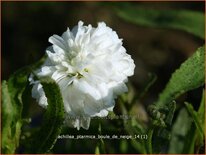 Achillea ptarmica &#39;Boule de Neige&#39;