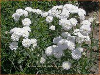 Achillea ptarmica &#39;Boule de Neige&#39;