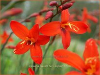 Crocosmia &#39;Twilight Fairy Crimson&#39;