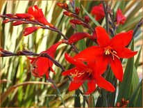 Crocosmia &#39;Twilight Fairy Crimson&#39;