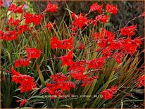 Crocosmia &#39;Twilight Fairy Crimson&#39;