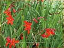 Crocosmia &#39;Twilight Fairy Crimson&#39;