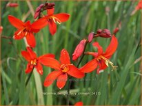 Crocosmia &#39;Twilight Fairy Crimson&#39;