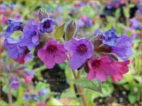 Pulmonaria &#39;Victorian Brooch&#39;