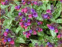 Pulmonaria &#39;Victorian Brooch&#39;