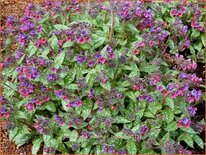 Pulmonaria &#39;Victorian Brooch&#39;