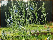 Salvia uliginosa &#39;African Skies&#39;