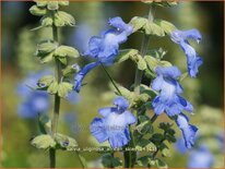 Salvia uliginosa &#39;African Skies&#39;