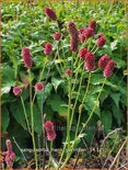 Sanguisorba &#39;Henk Gerritsen&#39;