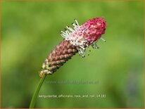 Sanguisorba officinalis &#39;Rock and Roll&#39;