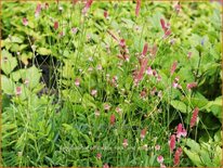 Sanguisorba officinalis &#39;Rock and Roll&#39;