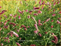 Sanguisorba tenuifolia &#39;Purpurea&#39;