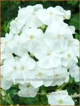 Phlox &#39;Sweet Summer Snow&#39;